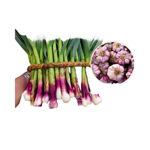紫皮蒜苗种籽宽叶大蒜头种子批发红皮独头蒜种孑阳台蔬菜独头蒜苗