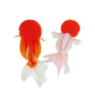 红狮子头小金鱼淡水观赏鱼冷水好养耐活精品鱼苗不加温红国狮活鱼