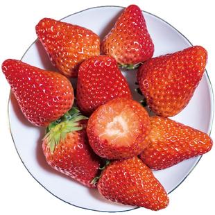 丹东99大草莓九九牛奶红颜现摘孕妇水果新鲜奶油草莓3斤2顺丰包邮
