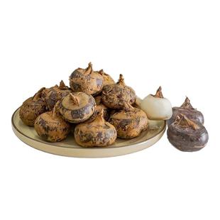 广西马蹄荸荠新鲜蔬菜当季现挖现发正宗水果生吃脆甜多汁时令整箱