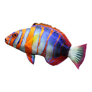 海水团-藩王bb-海水鱼生物活体-渔场直发-快递到家-运损包赔
