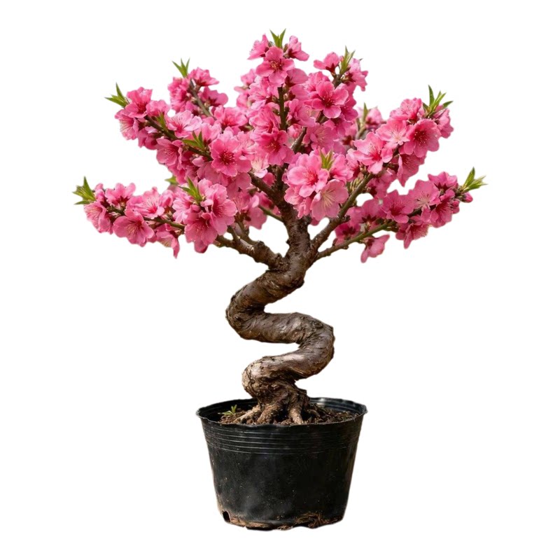 重瓣桃花老桩盆栽带苞室内外观赏