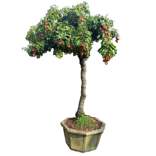 增城挂绿荔枝苗名贵品种果树荔枝王盆栽嫁接高压原土带叶包邮