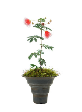 绒花树庭院阳台合欢花树苗盆栽
