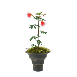 合欢花树苗盆栽绒花树庭院阳台观花植物桌面盆景芙蓉花卉树桩耐寒