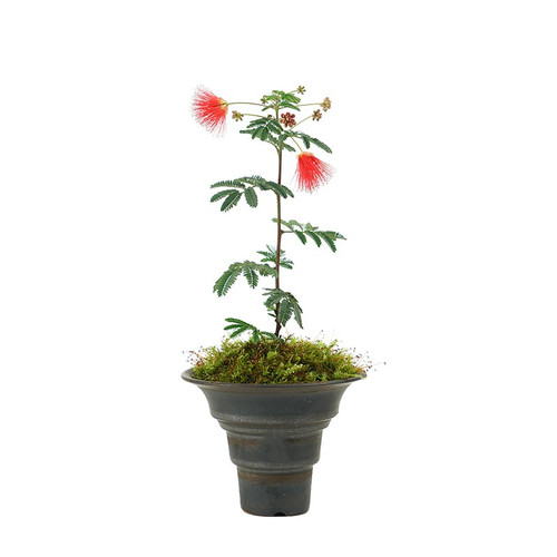 合欢花树苗盆栽绒花树庭院阳台观花植物桌面盆景芙蓉花卉树桩耐寒