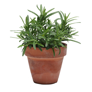 迷迭香盆栽驱蚊草天竺葵食用香草室内植物四季阳台迷失苗种子草籽