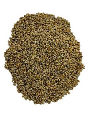 鱼草籽四季常青进口杂交狼尾草