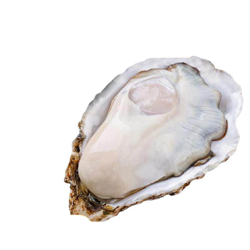 鲜活带壳生蚝潮海堂原产地直达