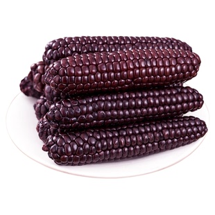 5斤 西双版纳紫香糯拇指小玉米云南特产新鲜甜糯儿童拇指玉米早餐