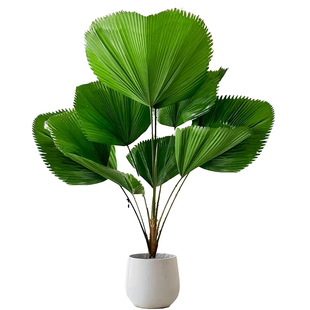 圆叶轴榈盆栽室内ins风客厅绿植耐阴凉观叶植物雨林风办公室盆景