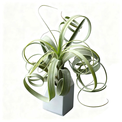 柳叶空凤无土植物桌面盆景吸甲醛