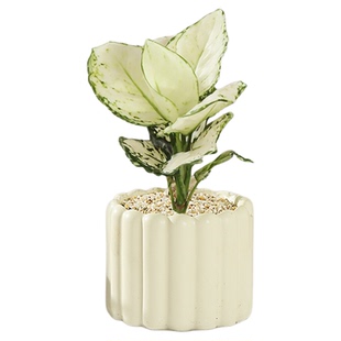 白如意绿植物盆栽室内水培吉利红皇后四季耐寒好养小盆景花卉摆件