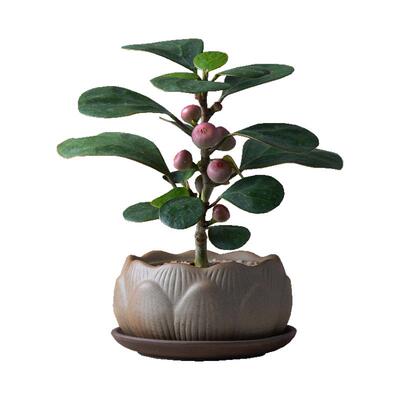 小盼菩提盆栽植物室内禅意摆件