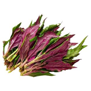 紫背天葵种子种籽苗红背菜紫四季孑蔬菜观音菜苗白血皮菜补血菜籽