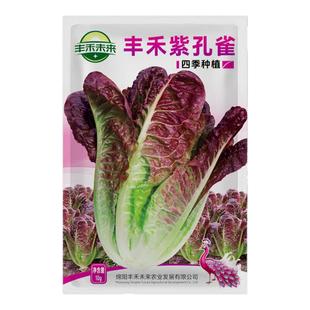 紫孔雀菜种子四季罗马生菜种籽生吃沙拉生菜农家庭院阳台蔬菜种子