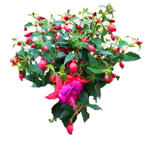 迷你祥瑞白壳大盆阳台书房常绿灯笼花倒挂金钟吊钟花花卉带花包邮