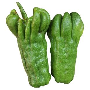 现摘佛手柑鲜果佛手中药材润喉香橼茶观赏清供云南佛手果树苗新鲜