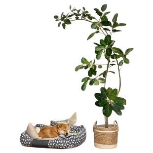 孟加拉榕绿植网红大型绿植物室内客厅好养盆栽黄金榕高山榕树落地