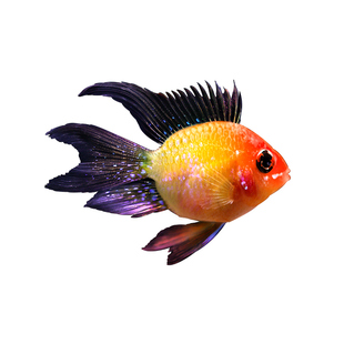 桃心金波子阿凡达凤凰鱼皮卡丘宝篮球热带观赏鱼活体小型鱼淡水鱼