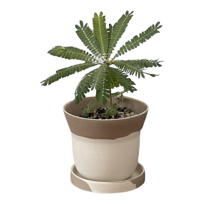 亲爱的绿植生命树室内盆栽客厅办公室桌面好养懒人耐旱新手植物