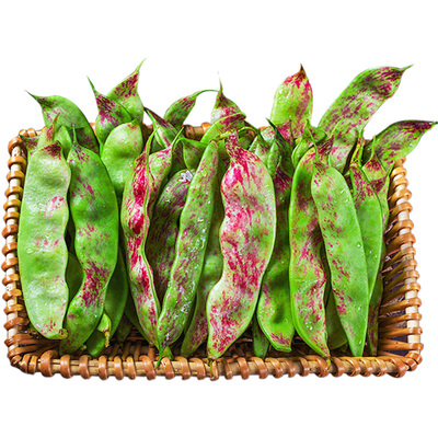 东北油豆角10斤现摘新鲜蔬菜黑龙江一点红油豆角九月青开锅烂整箱
