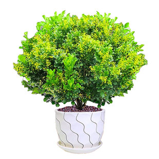 香水米兰盆栽带花苞开花老桩绿植室内阳台四季浓香型名贵花卉树苗