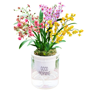 现带多支花出售 5色香水文心兰梦香水培植物室内外花卉绿植小盆栽