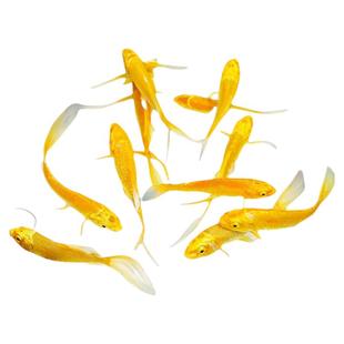 黄金锦鲤观赏鱼鱼金鱼活鱼自来水好养耐活冷水鱼活体龙凤草金鱼苗