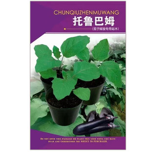 茄子嫁接专用砧木种子托鲁巴姆种籽纯野生抗病强5克装春夏秋冬季