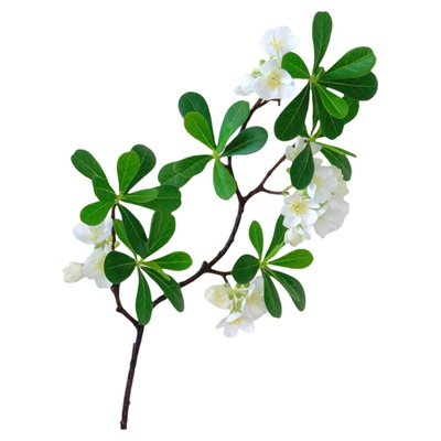 仿真花假花海桐花仿真绿植
