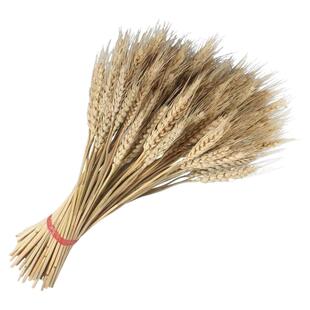 黄金麦穗大麦花束开业礼品拍摄道具稻穗田园客厅装饰摆件热卖包邮