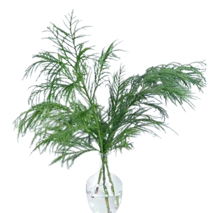 柳杉天竺少女鲜切枝植物平替马醉木吊钟室内客厅桌面装饰易养水培