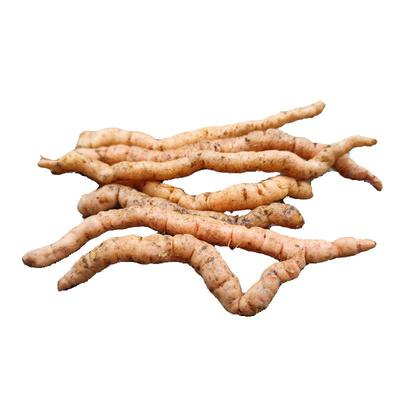 野生地黄中药材现挖新鲜地黄根