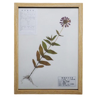 标本台纸腊叶植物标本夹中药普查专用40*30cm国家标准款a4A3卡纸树叶标本制作