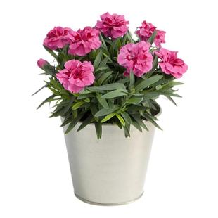 海蒂的花园康乃馨一见钟情初吻石竹送礼株型紧凑阳台植物花卉盆栽