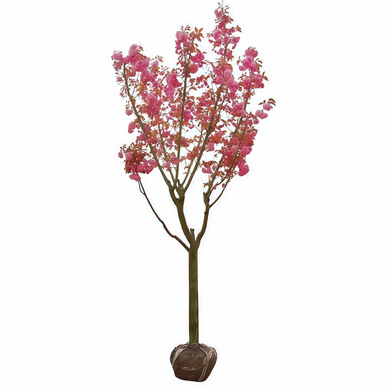 日本樱花树苗晚樱南北方室外庭院种植绿化工程大型风景树花卉植物