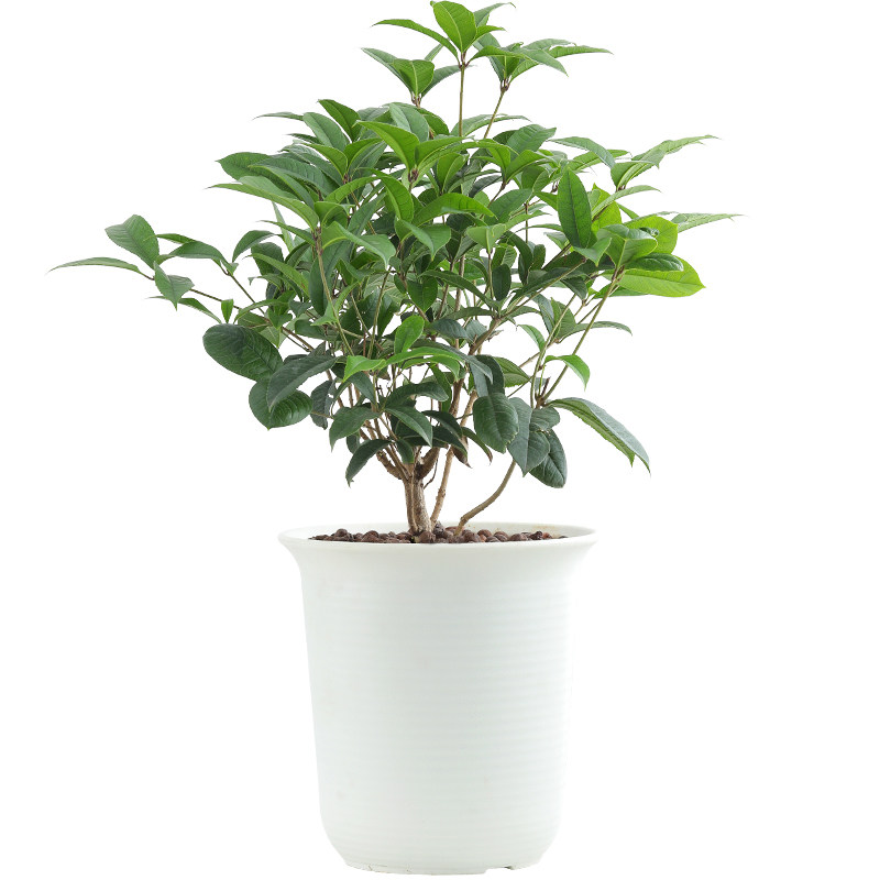 桂花树苗盆栽四季桂室内开花植物室外阳台好养绿植浓香型花卉月桂