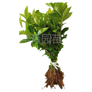 栀子花树苗盆栽绿植室内外阳台大叶牡丹桅子花苗庭院枝枝花苗小叶
