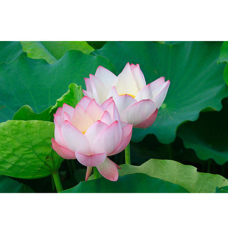 莲花荷花海报贴画绿色植物壁画花卉图客厅玄关装饰墙画风景大挂画