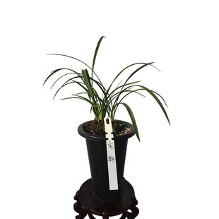 小叶三叶青扦插苗金线吊葫芦紫藤茶净化空气窗台带根庭院金丝阳台