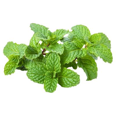 新鲜食用薄荷叶调酒茶饮装饰