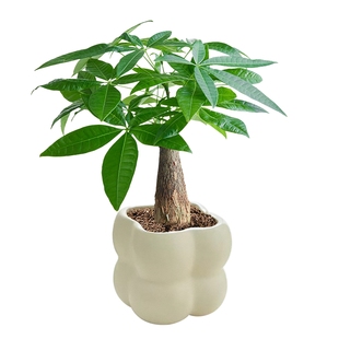 小发财树小盆栽客厅办公室内桌面绿植鸭脚木绿植物四季长青好养活