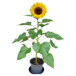 食用向日葵种子一举夺魁金榜题名四季播种易活阳台观赏葵花籽种籽