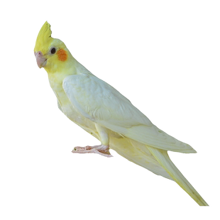 玄凤鹦鹉活体会学说话手养宠物黄化玄凤一对可繁殖鸟活物鹦鹉活鸟