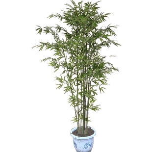 竹子苗庭院植物盆栽四季常青绿化黄金竹苗金镶玉罗汉竹毛竹苗紫竹