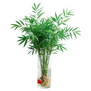 水培竹柏驱蚊植物绿植室内盆栽水养竹子大颗老桩办公桌面四季好养