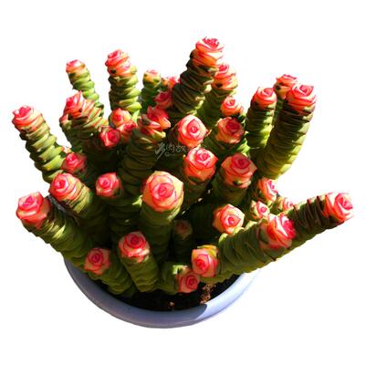 包邮粉色钱串锦大盆新品好养多肉