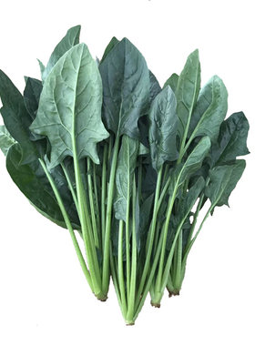 小叶菠菜种子四季种植耐寒耐热