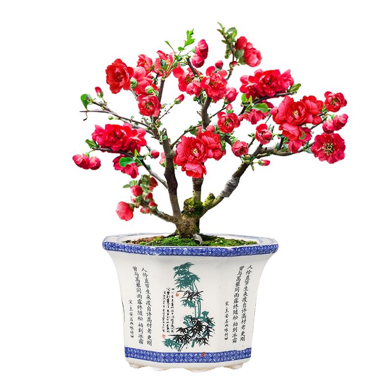 海棠花苗盆栽花卉植物室內(nèi)陽臺(tái)盆景四季好養(yǎng)易活庭院耐寒花卉